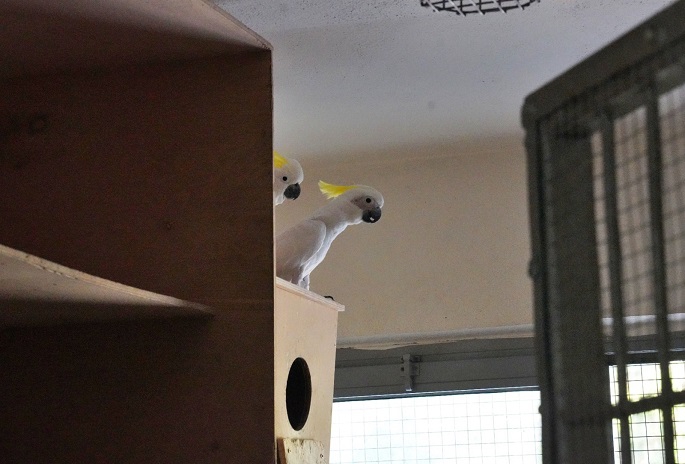 İzmir'de Kakadu Papağanından 15 Yıl Sonra İlk Yavru