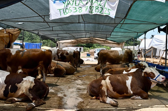 İzmir Hayvan Pazarları Hazır